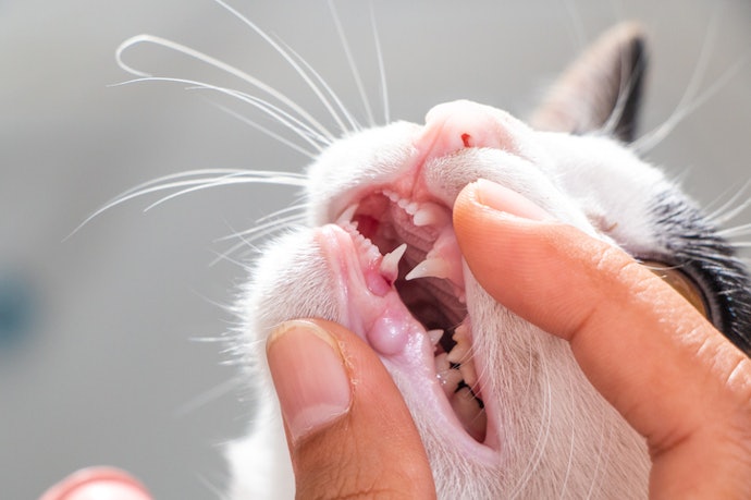 ควรแปรงฟันให้แมวบ่อยแค่ไหน
