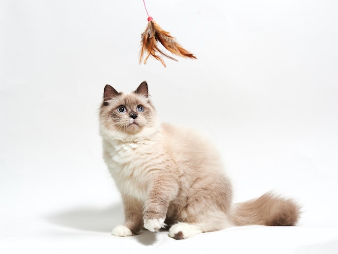 อาหารที่เหมาะสำหรับแมวเปอร์เซียต่างจากสายพันธุ์ทั่วไปไหม ห้ามกินอะไรบ้าง