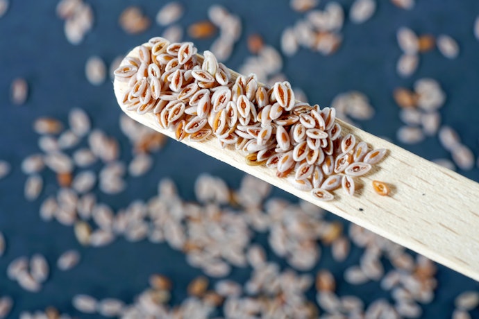 Psyllium Husk คืออะไร มีประโยชน์อย่างไร