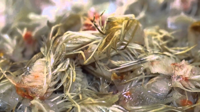 ประโยชน์ของคางกุ้ง