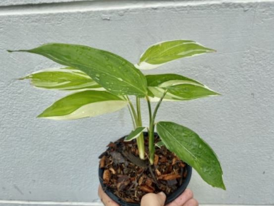 สรรพคุณของต้นสาคูด่าง