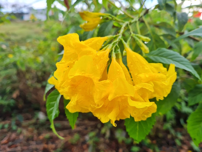 ความหมายและประโยชน์ของต้นทองอุไร