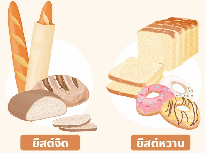 ยีสต์หวานกับยีสต์จืดต่างกันอย่างไร