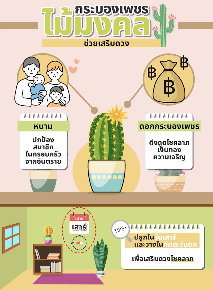 เคล็ดลับการปลูกกระบองเพชรช่วยเสริมดวงเฮง