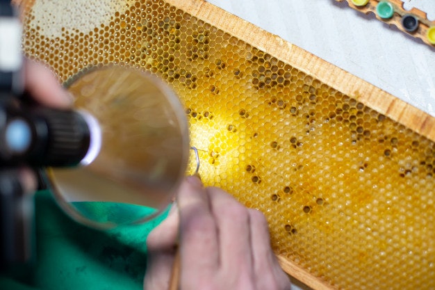 นมผึ้ง (Royal Jelly) คืออะไร