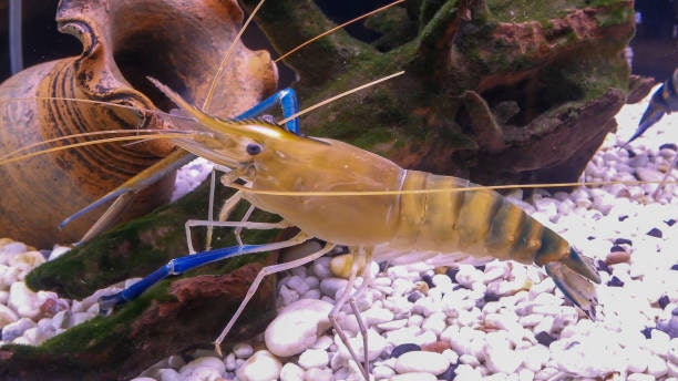 กุ้งทะเลกับกุ้งน้ำจืดแตกต่างกันอย่างไร ?