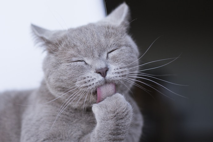 ก้อนขนในแมวหรือ Hairball เกิดจากอะไร
