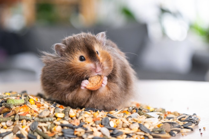 อาหารหนูแฮมสเตอร์ต่างจากอาหารสัตว์ฟันแทะชนิดอื่นอย่างไร