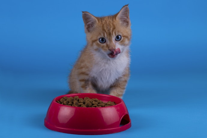 10 อันดับ อาหารลูกแมว 1 เดือน ยี่ห้อไหนดี ปี 2023 สารอาหารครบ | Mybest