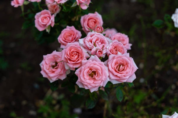 ใช้ดอกกุหลาบสีชมพูเป็นของไหว้ ร.5