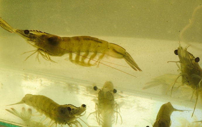 เลือกอาหารกุ้งขาวให้เหมาะกับแต่ละช่วงอายุ