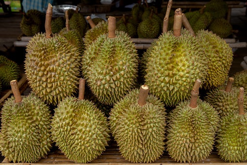 เลือกทุเรียนจากแหล่งดัง ทุเรียนหมอนทองระยอง