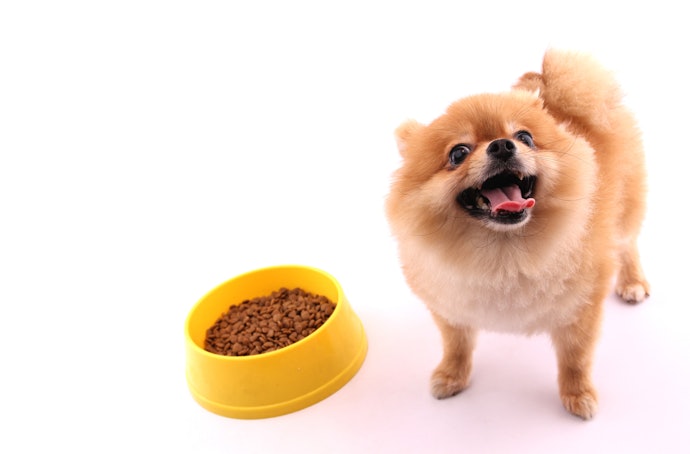 10 อันดับ อาหารลูกสุนัข ยี่ห้อไหนดี ปี 2023 สำหรับพันธุ์เล็ก พันธุ์ใหญ่ |  Mybest