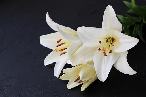 White Lily