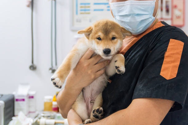 สำหรับคนที่เดินทางบ่อย ๆ ควรเลือกแผนประกันที่มีความคุ้มครองในด้านรับฝากเลี้ยงด้วย