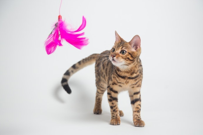 ของเล่นแมวแบบแขวนหรือตั้ง (Suspended Toys)