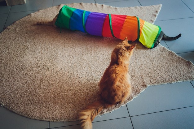 ของเล่นแมวแบบซ่อนตัว (Toys For Hiding)