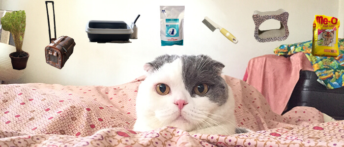 Cat Blogger แนะนำของใช้ 7 อย่างที่ขาดไม่ได้สำหรับการเลี้ยงแมว