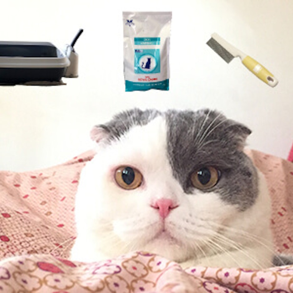 Cat Blogger แนะนำของใช้ 7 อย่างที่ขาดไม่ได้สำหรับการเลี้ยงแมว