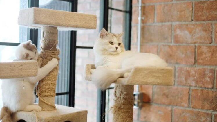 10 อันดับ ทรายแมวที่ทาสแมวตัวจริงต้องห้ามพลาด ประจำปี 2019