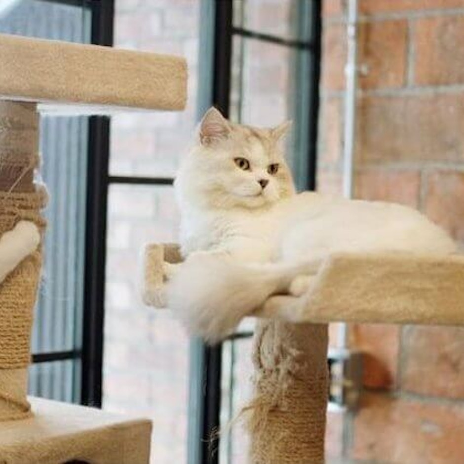 10 อันดับ ทรายแมวที่ทาสแมวตัวจริงต้องห้ามพลาด ประจำปี 2019