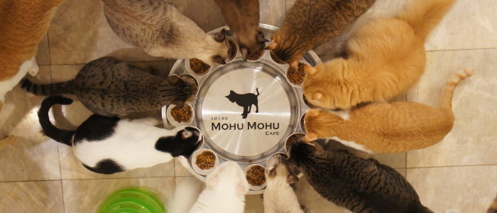 เจ้าของคาเฟ่แมวแนะนำของใช้ 10 ชิ้นที่จะทำให้น้องแมวมีความสุข