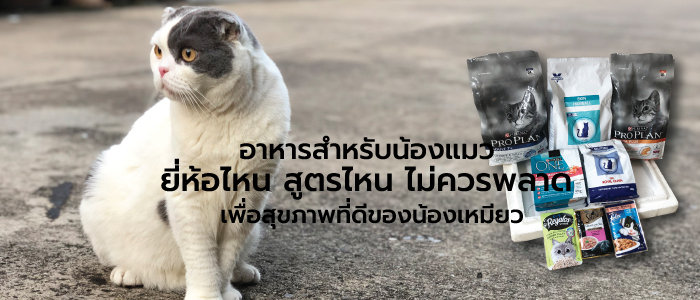 8 อันดับ อาหารสำหรับน้องแมว ยี่ห้อไหน สูตรไหนไม่ควรพลาด เพื่อสุขภาพที่ดีของน้องเหมียว