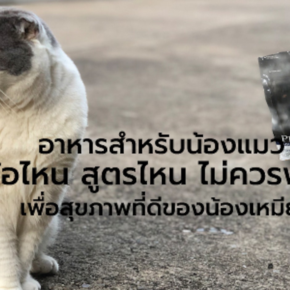 8 อันดับ อาหารสำหรับน้องแมว ยี่ห้อไหน สูตรไหนไม่ควรพลาด เพื่อสุขภาพที่ดีของน้องเหมียว