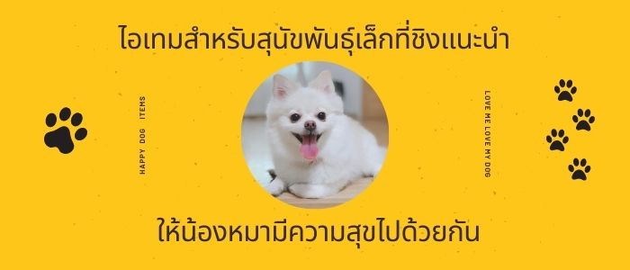 10 ไอเทมสำหรับสุนัขพันธุ์เล็กที่ชิงแนะนำ ให้น้องหมามีความสุขไปด้วยกัน