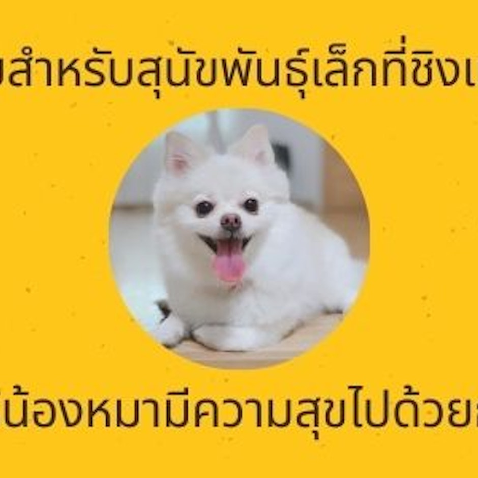 10 ไอเทมสำหรับสุนัขพันธุ์เล็กที่ชิงแนะนำ ให้น้องหมามีความสุขไปด้วยกัน