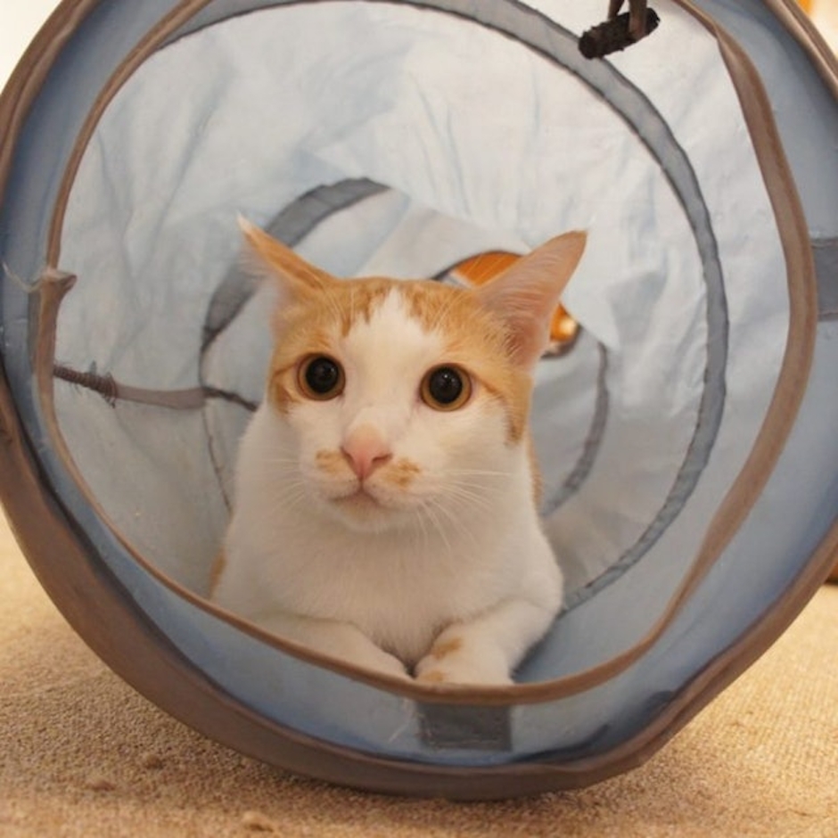 Cat Accessories ของเล่นแมวอุโมงค์ยาว Translation missing: th.activerecord.decorators.item_part_image/alt