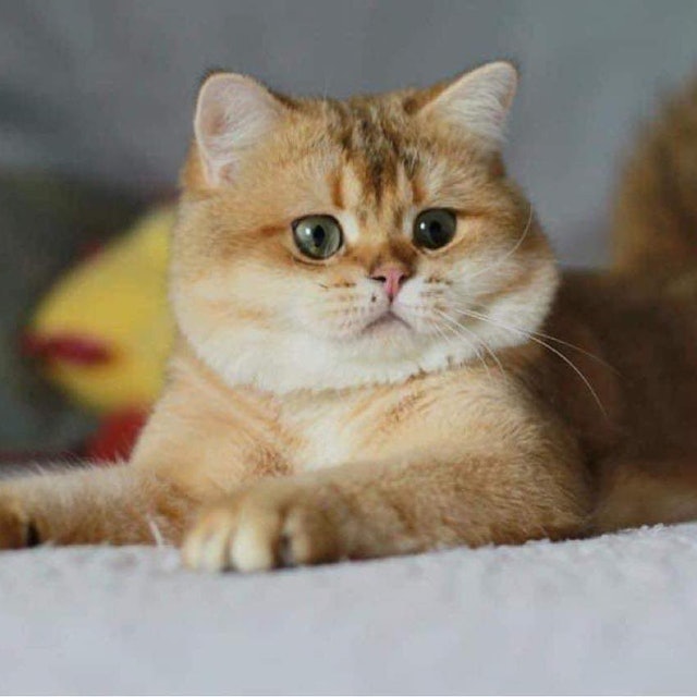 ฟาร์มแมว HOS British ShortHair 1