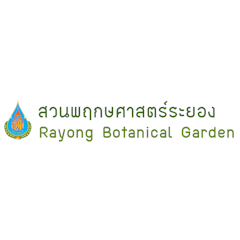 พายเรือคายัค ป่าเสม็ดโบราณ