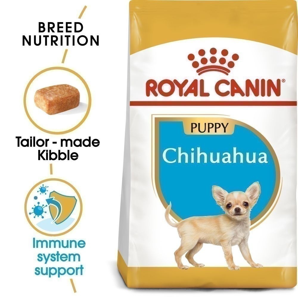 Chihuahua Puppy 2