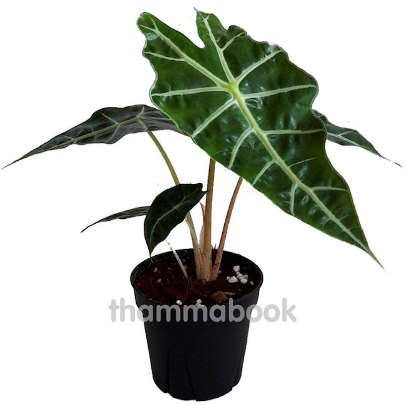 ต้นพญาจงอาง Alocasia Bambino 1