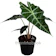 Thammabook ต้นพญาจงอาง Alocasia Bambino 1
