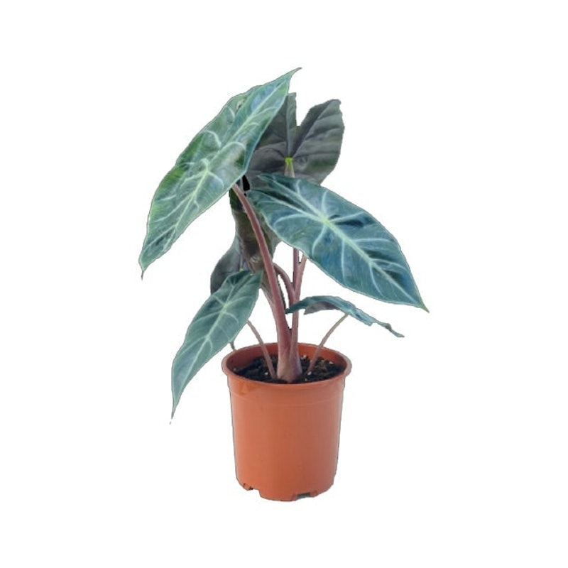 ต้นพญาจงอาง Alocasia Pink Dragon 1