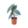 สวนเกษตร 32 ต้นพญาจงอาง Alocasia Pink Dragon 1