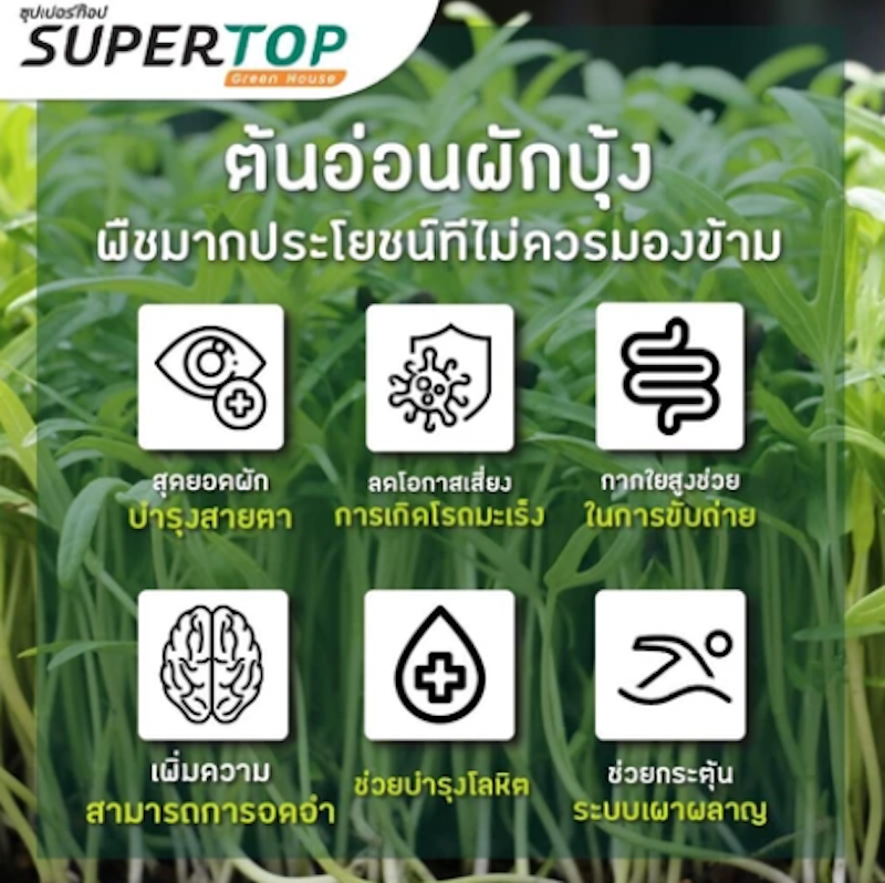 เมล็ดเพาะต้นอ่อน ผักบุ้งจีน พันธุ์เรียวไผ่ 2
