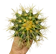 Plants Center ต้นไม้มงคล ประจำ 12 ราศี ระบองเพชร แคคตัส 1
