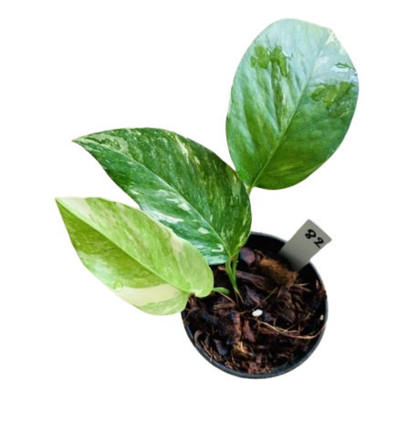 ไม้ด่างยอดนิยม Epipremnum Pinnatum 1
