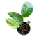 No Brand ไม้ด่างยอดนิยม Epipremnum Pinnatum 1