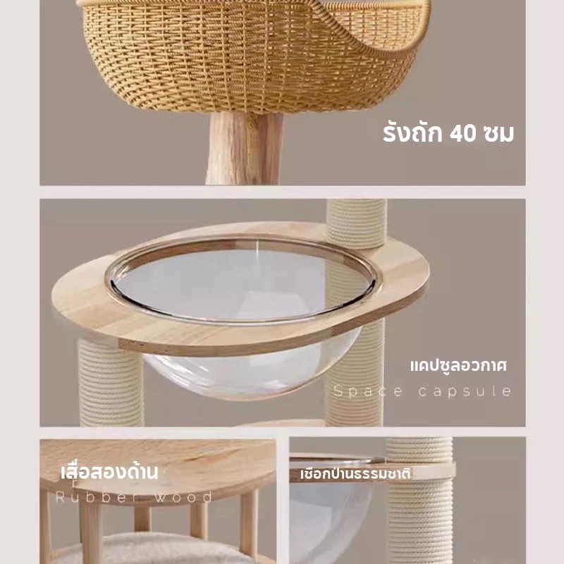 คอนโดแมวหลังใหญ่ 2
