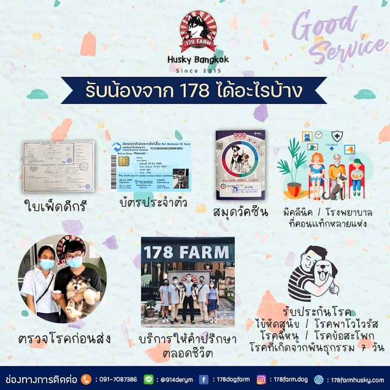 ฟาร์มสุนัข 178Farm Husky Bangkok 6