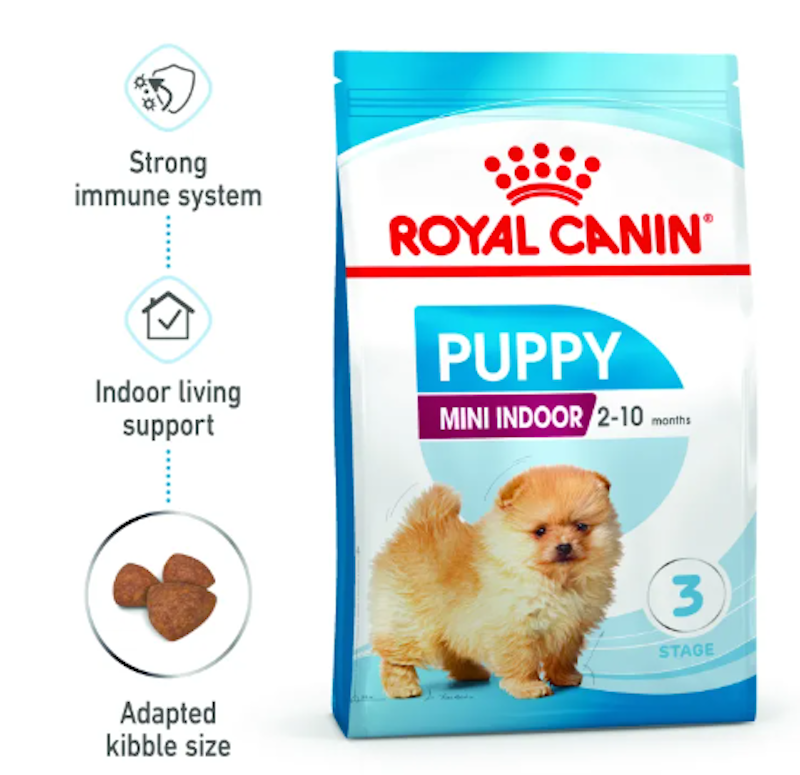 Mini Indoor Puppy 2