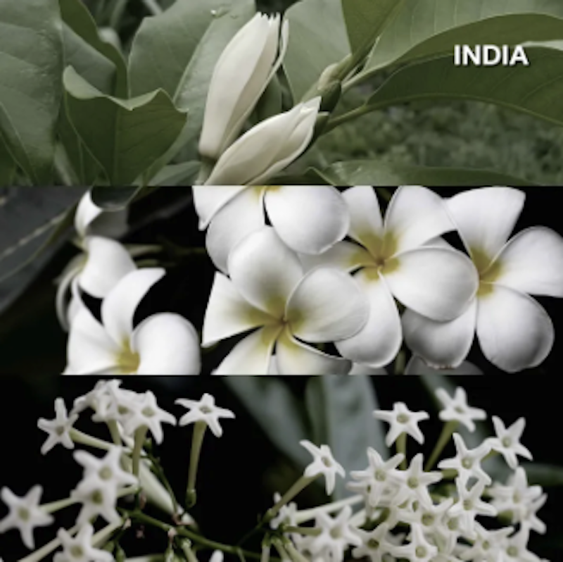 ถุงหอม กลิ่น India 3