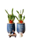 Meenaplant ของตั้งโต๊ะเสริมดวง ไผ่กวนอิม 1