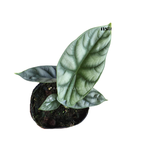 ต้นพญาจงอาง Alocasia Silver Dragon 1