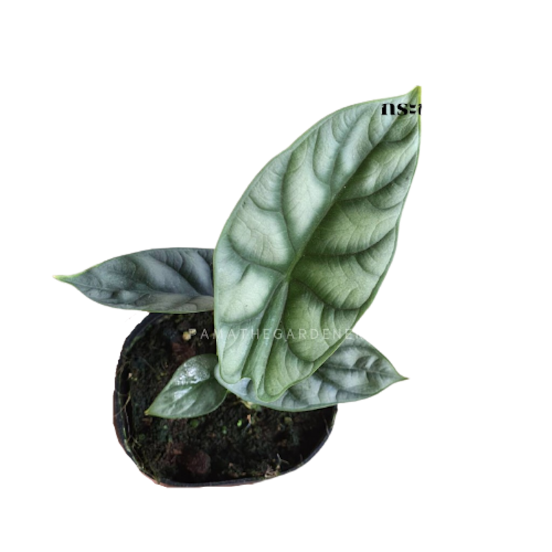 ต้นพญาจงอาง Alocasia Silver Dragon 1