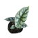 ป๊าม๊าการ์เด้น ต้นพญาจงอาง Alocasia Silver Dragon 1